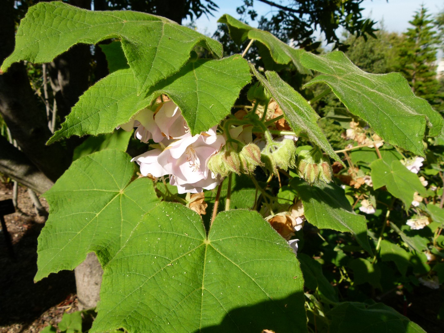 Домбея Берджесс (Dombeya burgessiae) - PictureThis