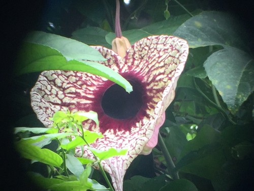 Duck flower/Aristolochia grandiflora, best perennial vine, by