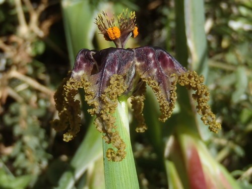 Ferraria-Феррария Crispa