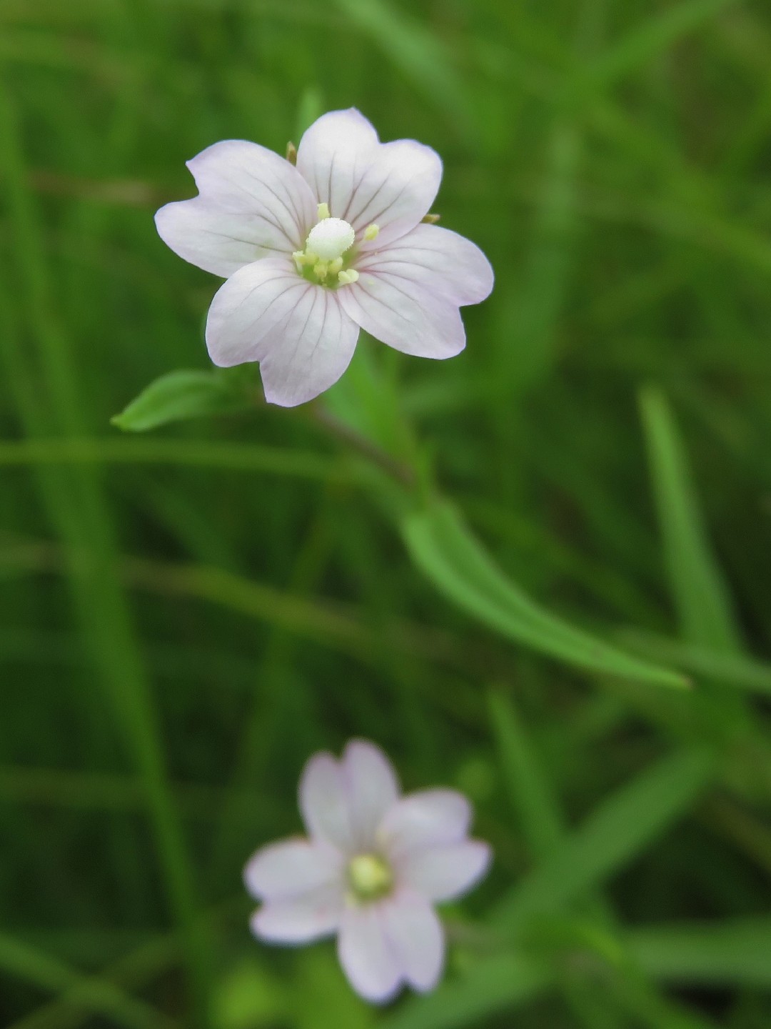 Кипрей болотный (Epilobium palustre) - PictureThis