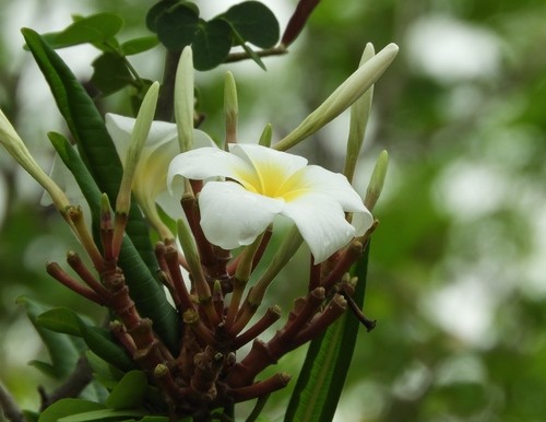 Are plumeria fashion poisonous to dogs