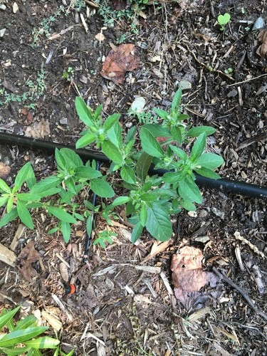 Virginia threeseed mercury (Acalypha virginica) Flower, Leaf, Care ...