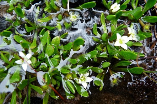 Liparophyllum (Liparophyllum)