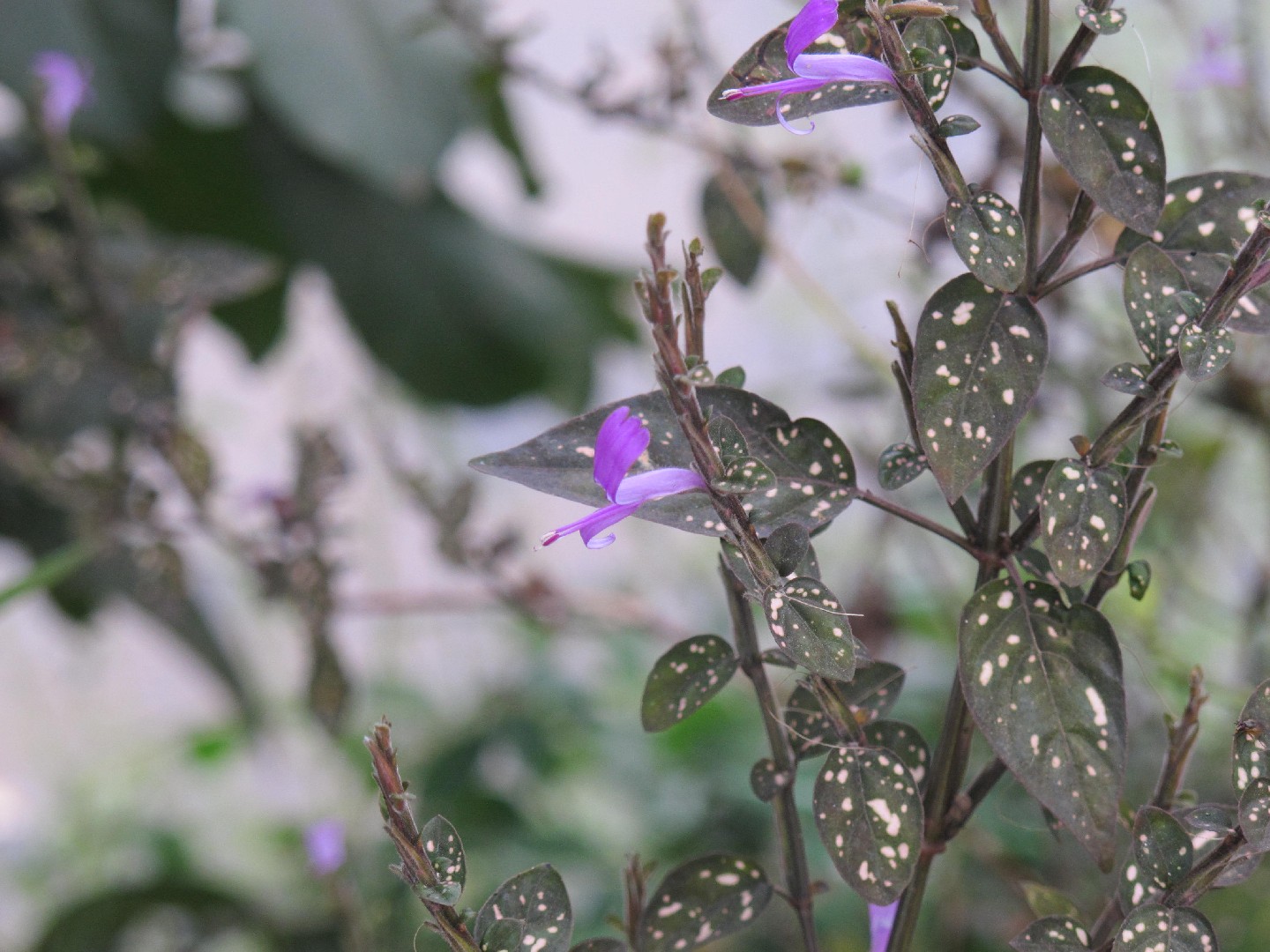 Гипоэстес листоколосниковый (Hypoestes phyllostachya) - PictureThis