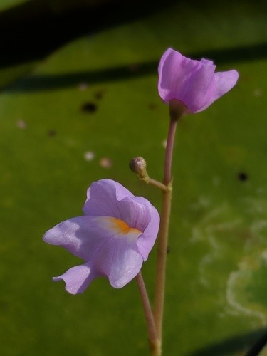 Bladderwort opens wide