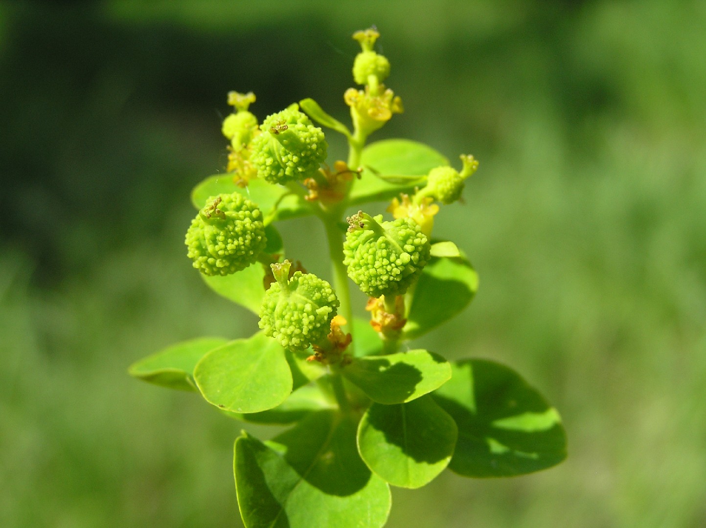 Euphorbia palustris.