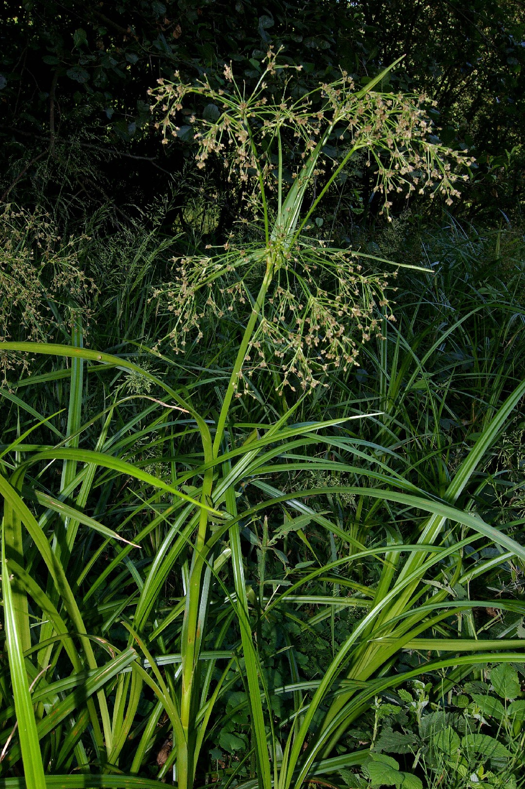 Камыш лесной (Scirpus sylvaticus) - PictureThis