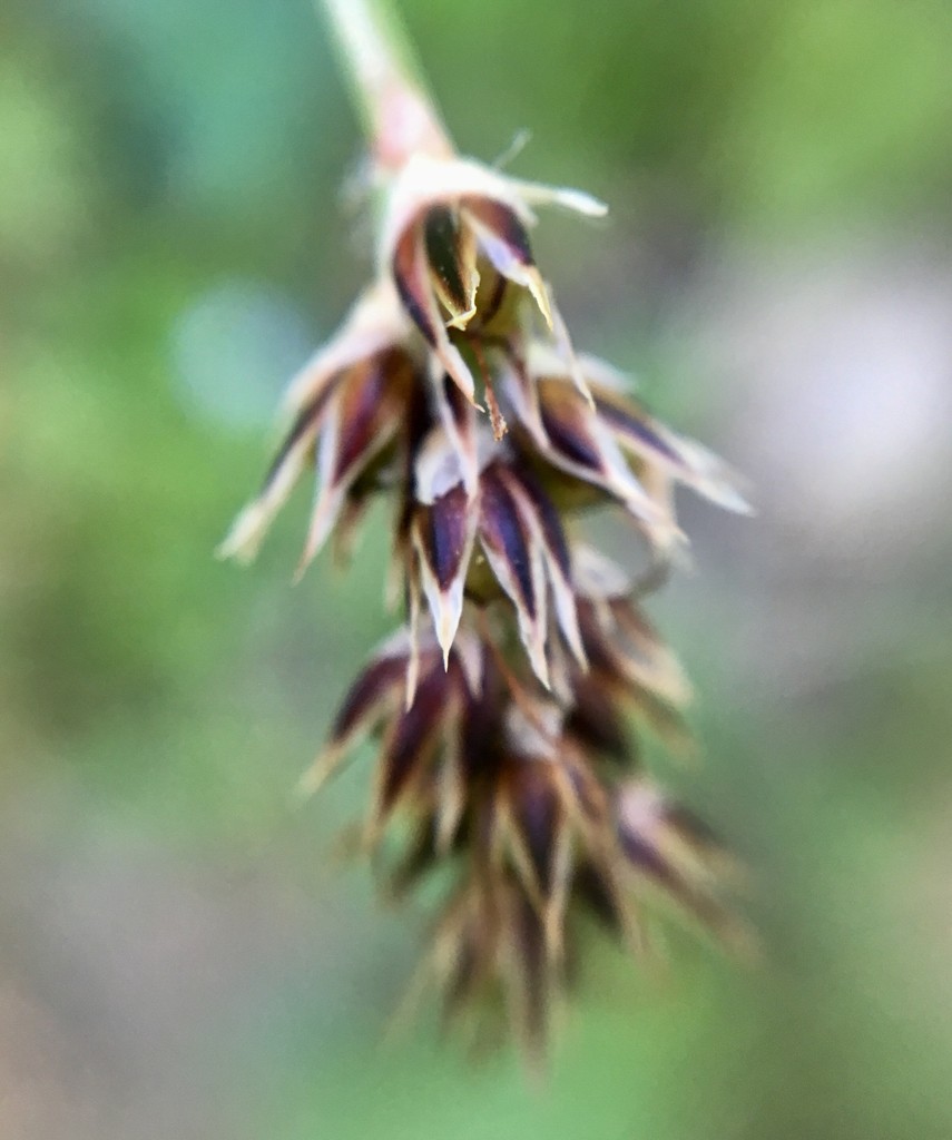 Cypergrassenfamilie (Cyperaceae)