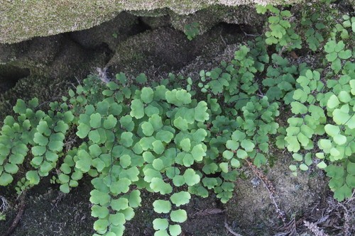 コバホウライシダ（小葉蓬莱羊歯） (Adiantum raddianum) 花言葉，毒性