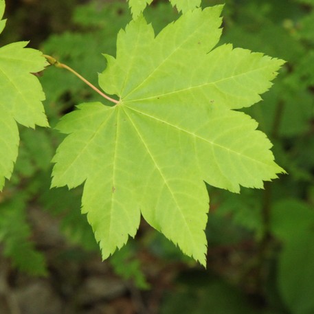 albero di acero giapponese piangente