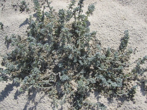 Sea medick (Medicago marina) Flower, Leaf, Care, Uses - PictureThis