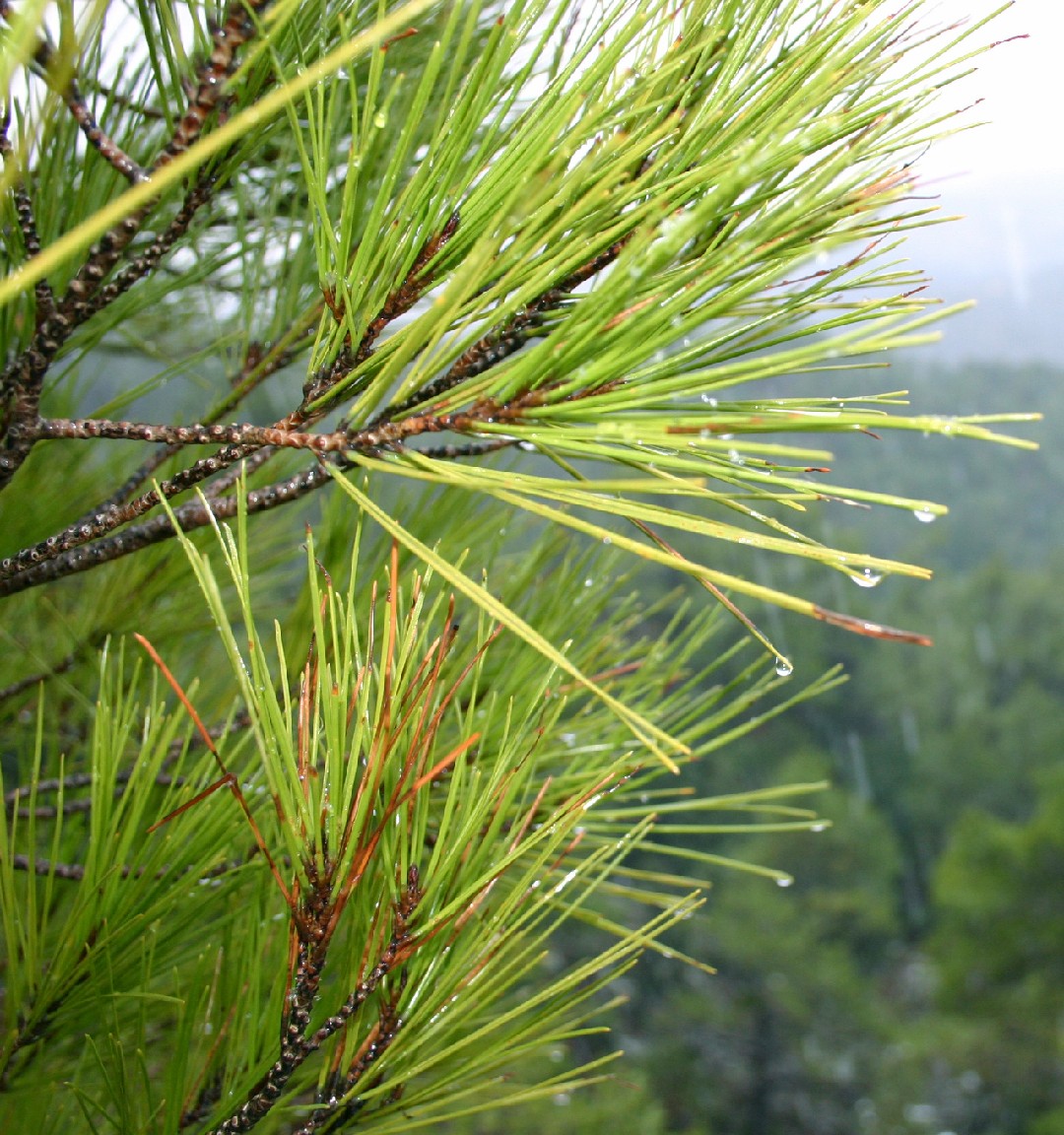 Pinus brutia