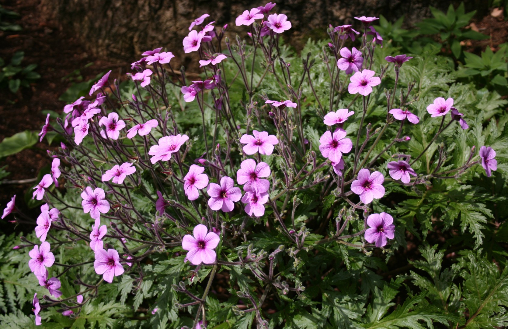 Герань мадейранская (Geranium maderense) - PictureThis