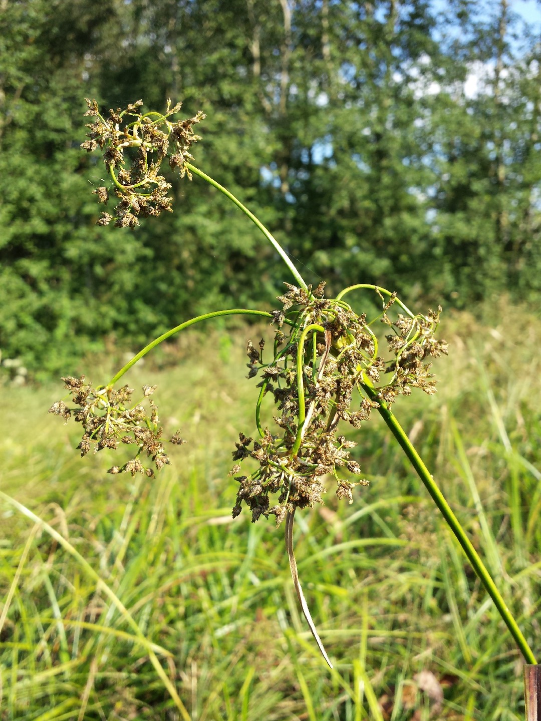 Камыш лесной (Scirpus sylvaticus) - PictureThis