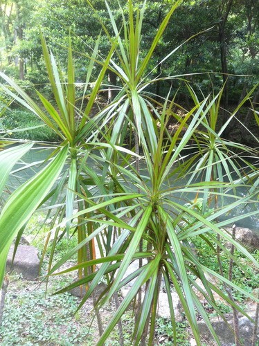 ベニフクリンセンネンボク (Dracaena reflexa var. angustifolia) 花言葉，毒性，よくある質問 -  PictureThis