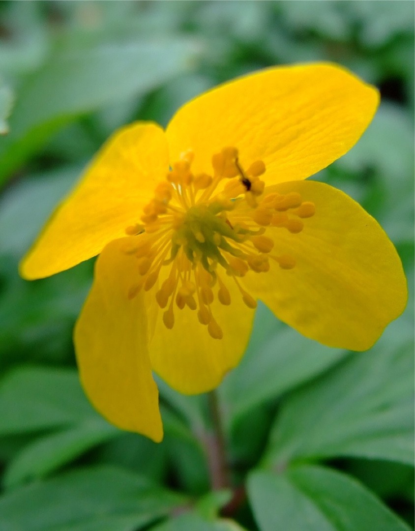 Ветреница лютичная (Anemone ranunculoides) - PictureThis