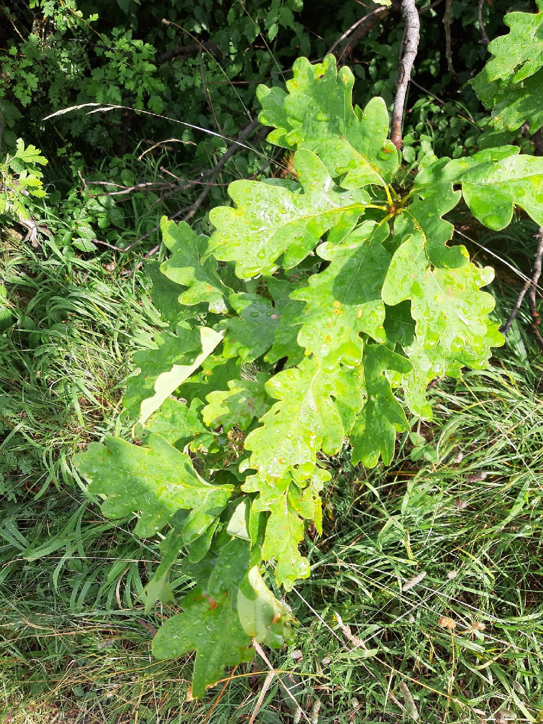 Дуб пушистый (Quercus pubescens) - PictureThis