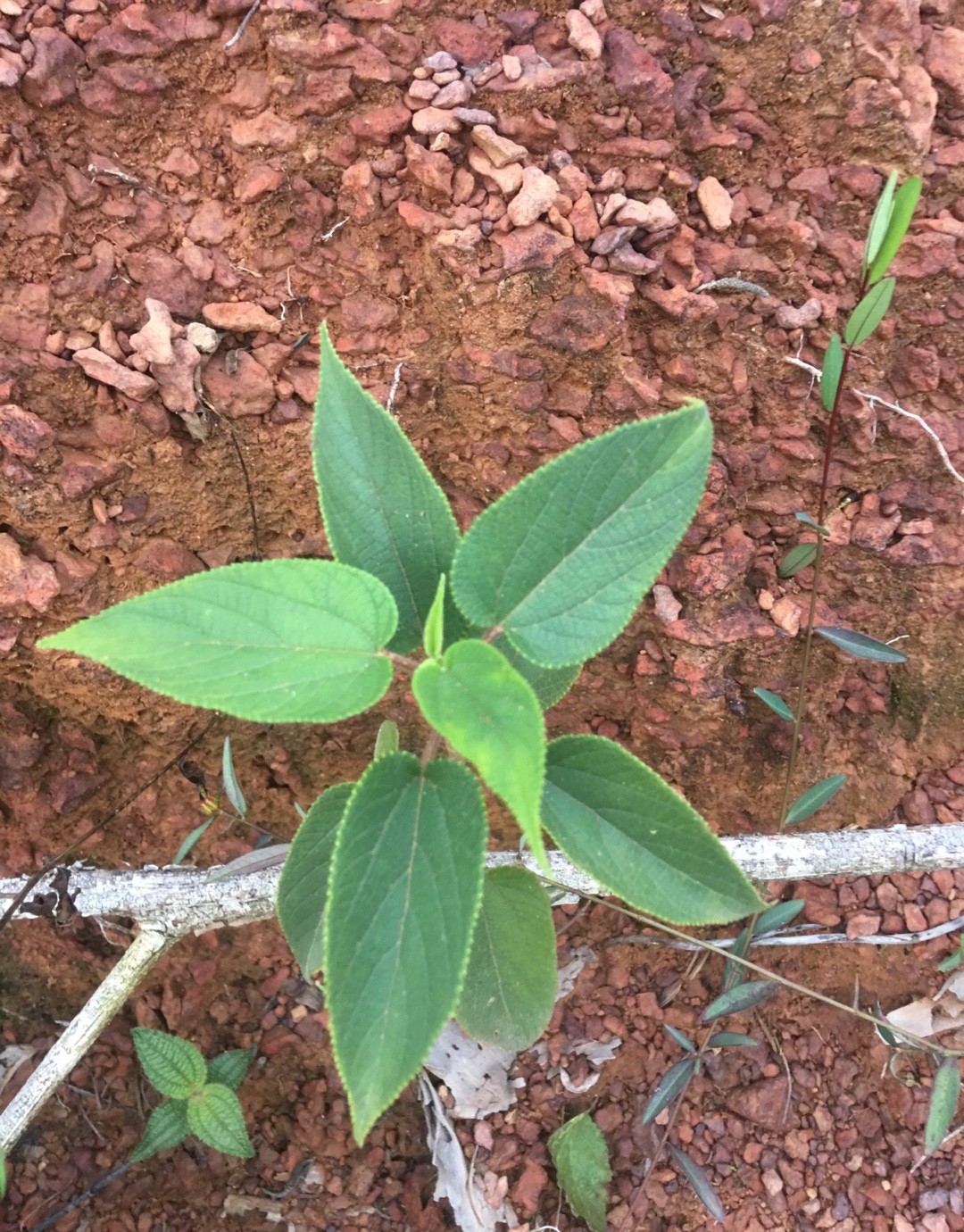 ウラジロエノキ (Trema orientalis) 花言葉，毒性，よくある質問