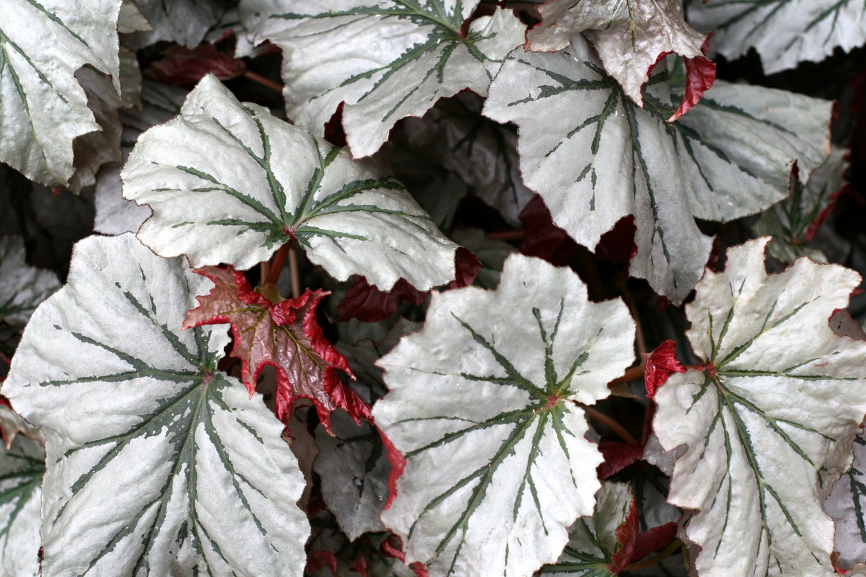Begonia 'Looking Glass' - PictureThis