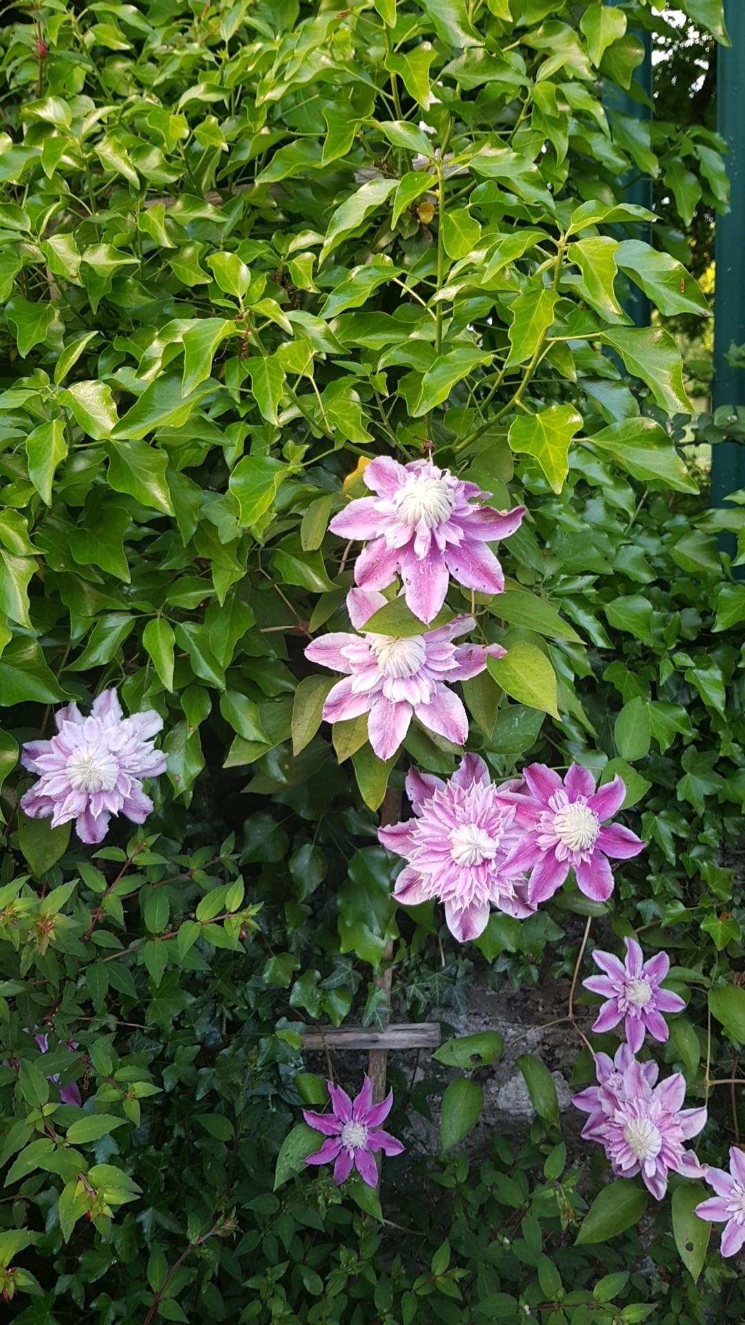 Clematis josephine deals