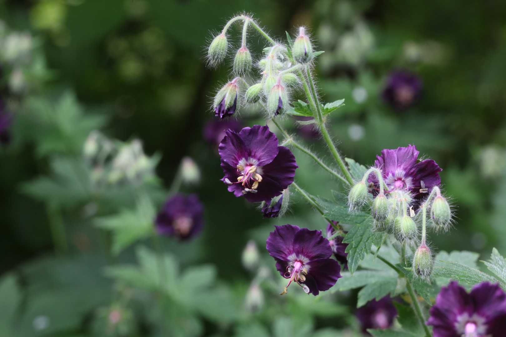 Герань тёмно-бурая (Geranium phaeum) - PictureThis