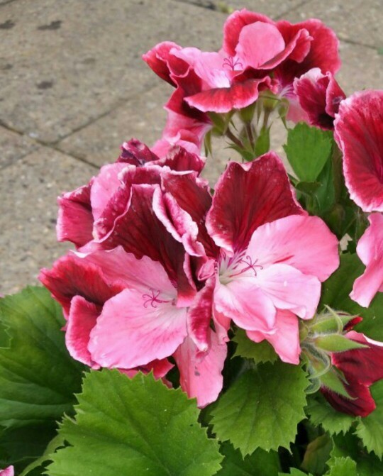 Pelargonium Royal Princess Picturethis