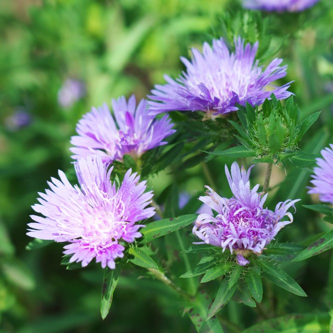 Where To Place Stokes' aster In Feng Shui? (Characteristics, Direction ...