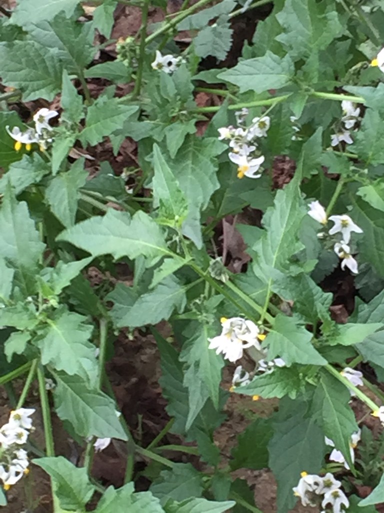 Forked nightshade (Solanum furcatum) Flower, Leaf, Care, Uses PictureThis