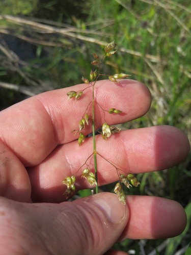 Hierochloe odorata, Wild Sweetgrass