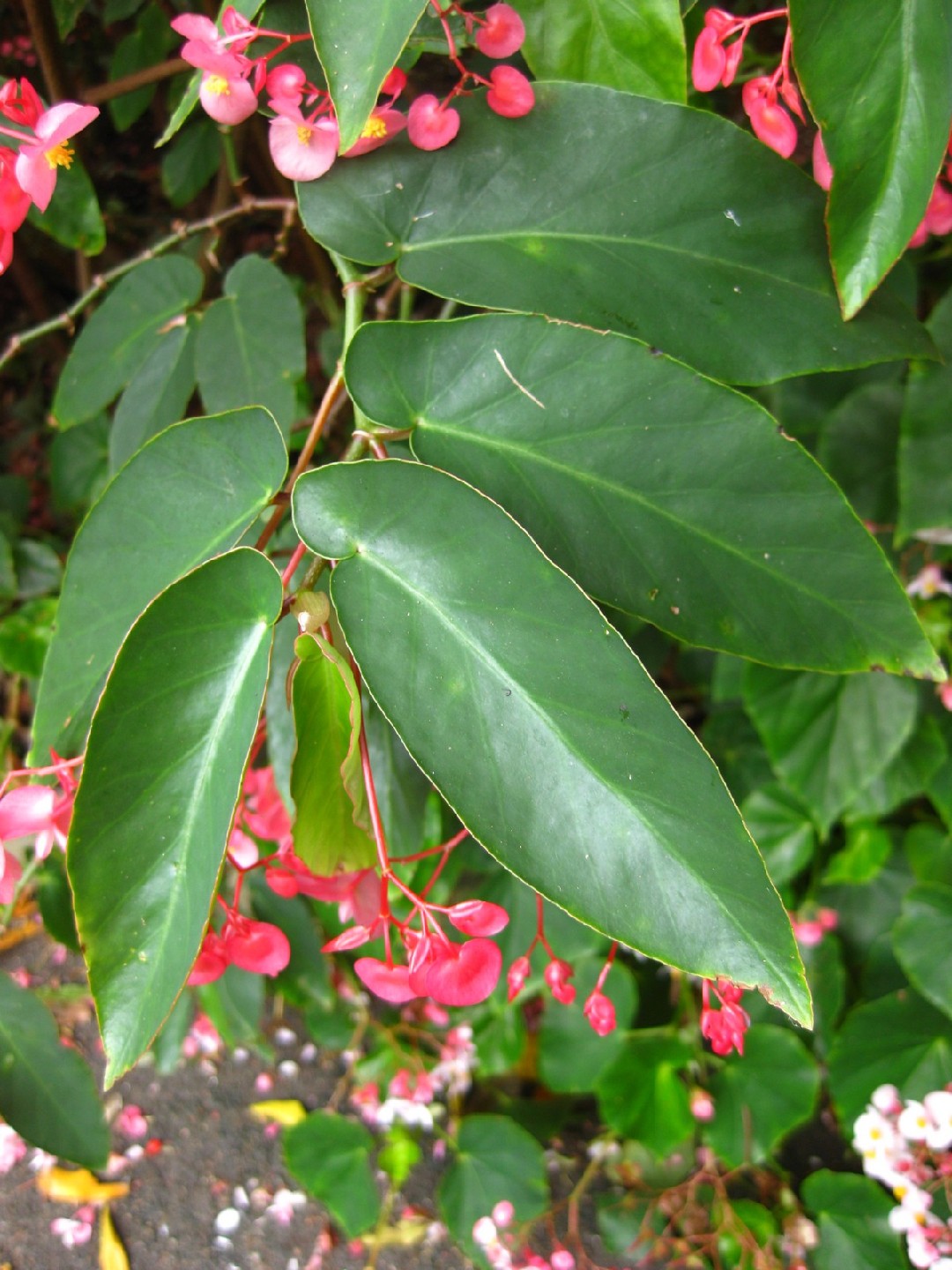 Begonia alas de ángel (Begonia coccinea) - PictureThis