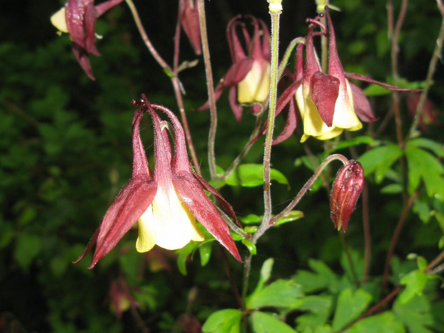 オオヤマオダマキ Aquilegia Buergeriana 花言葉 学名 よくある質問 Picturethis