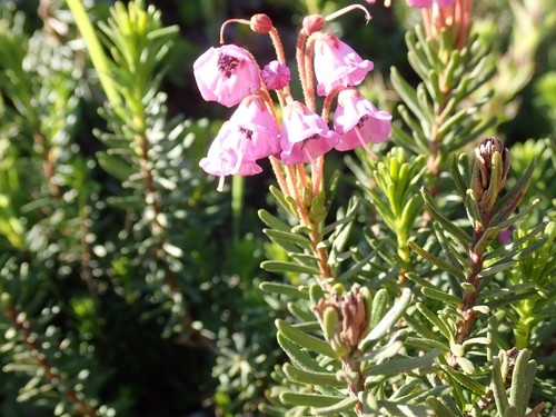 LONG 10mm SHAFT, Pink Heath, Native Flower, Pink Blossom