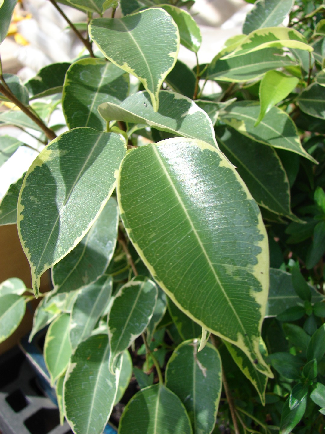 Фикус Бенджамина (Ficus benjamina) - PictureThis