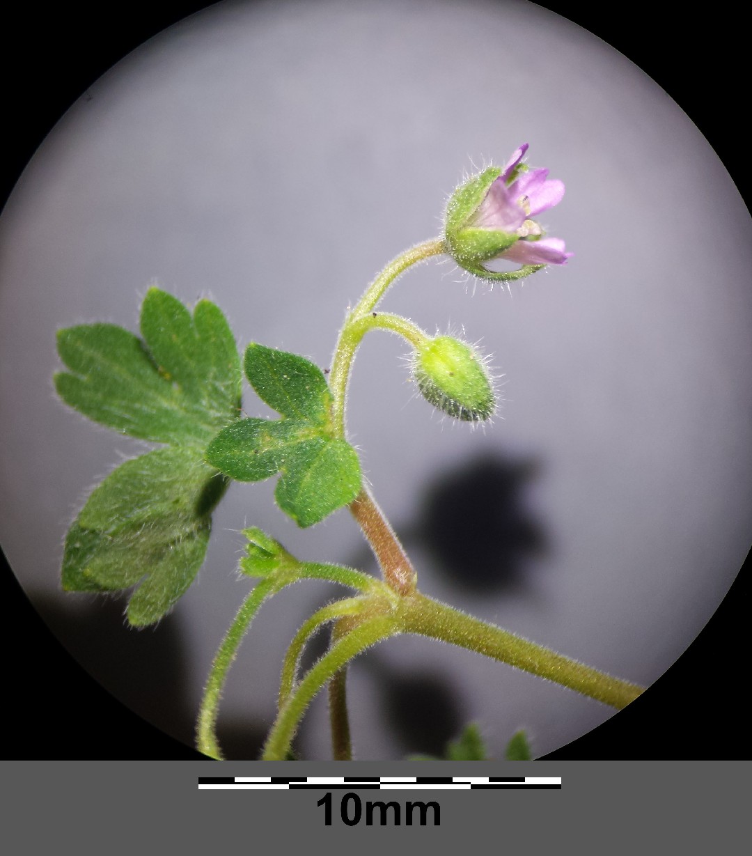 Герань мелкая- Geranium pusillum l.. Ветка гераниума. Trachelophyllum pusillum. Scagelothamnion pusillum.