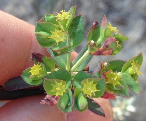 especie invasora frondosa spurge