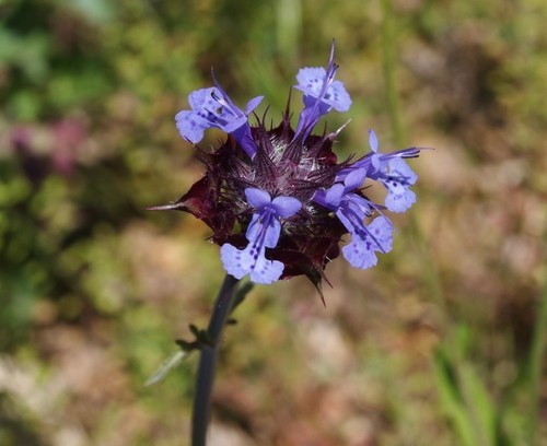 Salvia Bianca Cura(Come si cura, Coltivazione, Riproduzione) - PictureThis