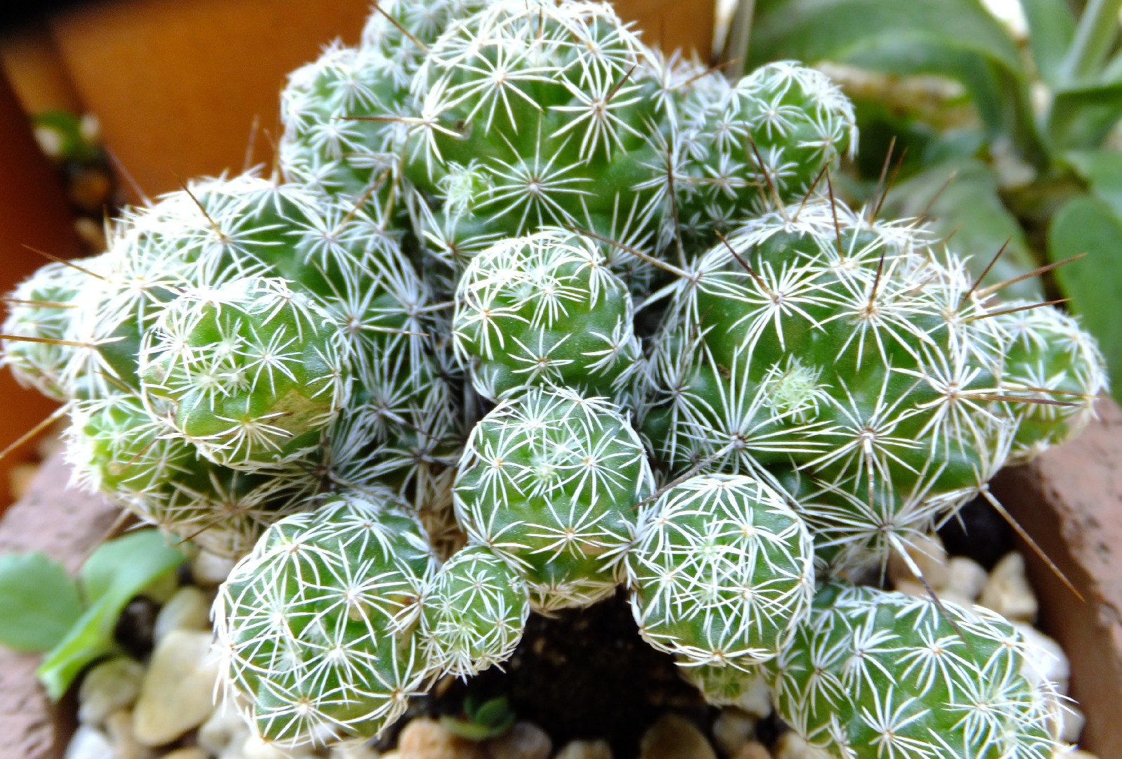 Mammillaria Benneckei, a Type of Cactus with Hook Spines There is a  Tuberous Propagation. Clump Together into a Group. Blooming Stock Image -  Image of blooming, houseplant: 287036293