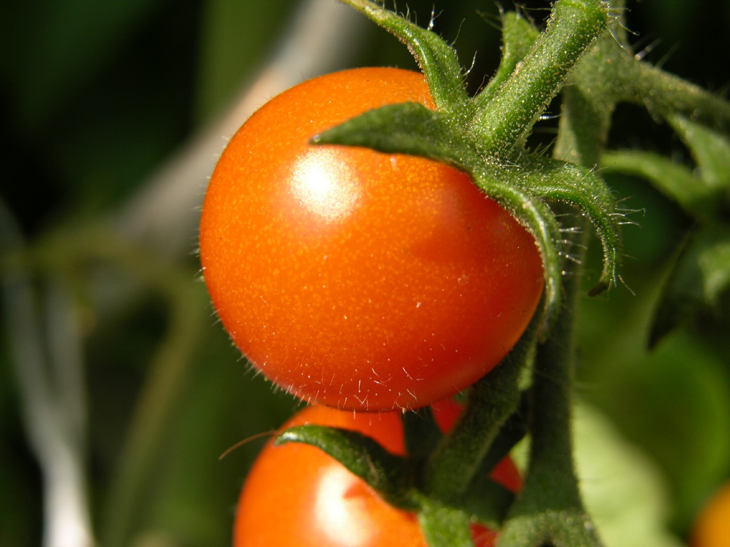 Is Bifen Safe for Vegetable Gardens? Find Out the Truth Now!