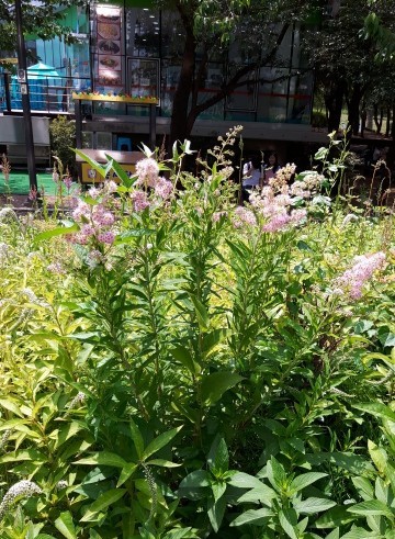 ホザキシモツケ（穂咲下野）の判定方法 (Spiraea salicifolia)