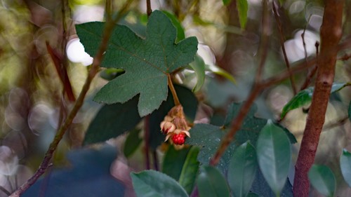 野イチゴ (Rubus reflexus) - PictureThis