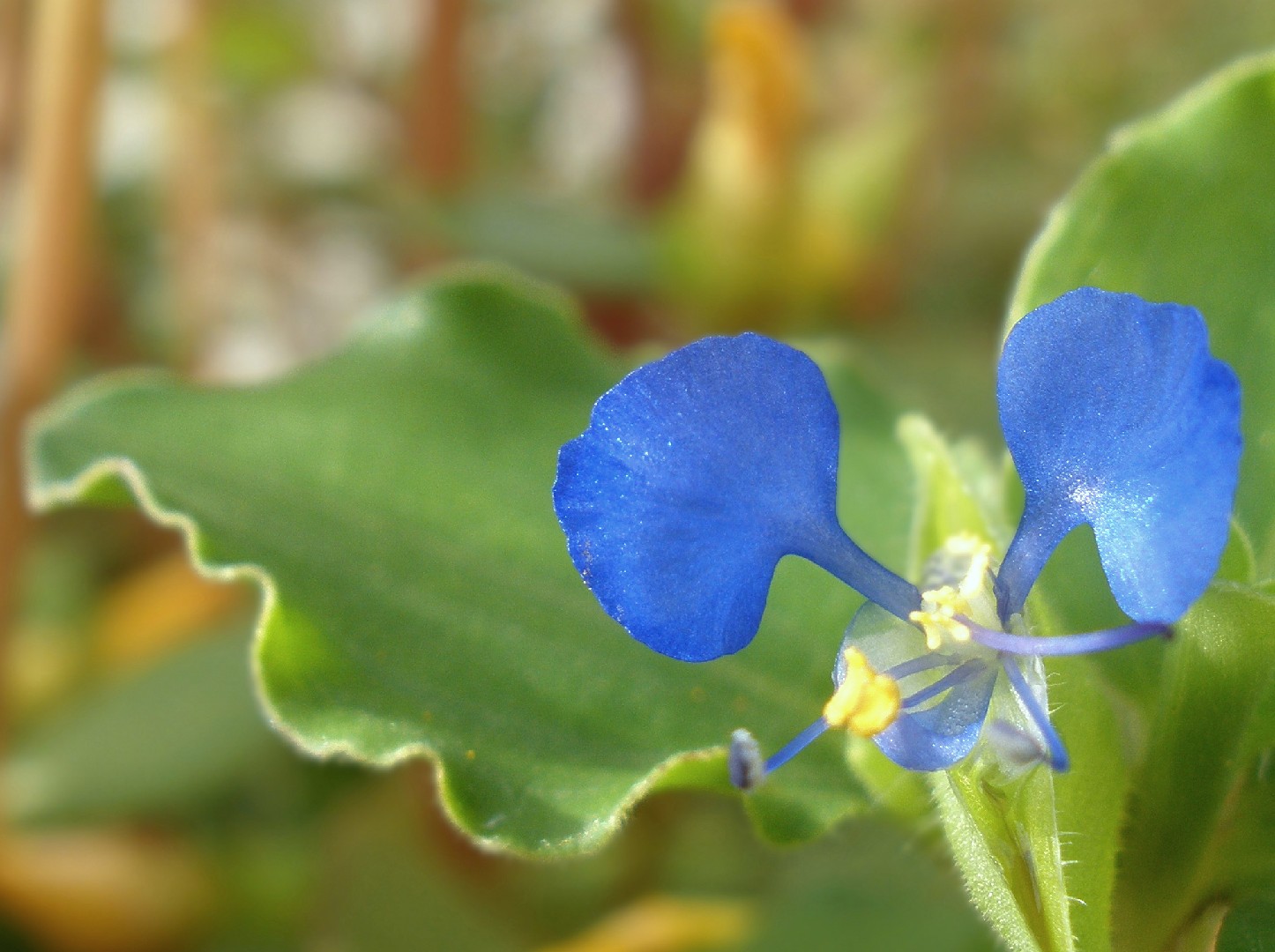 Следующие растения. Commelina benghalensis. Строение коммелина. 11.Commelina benghalensis l. -коммелина Бенгальская. Коммелина блюда.