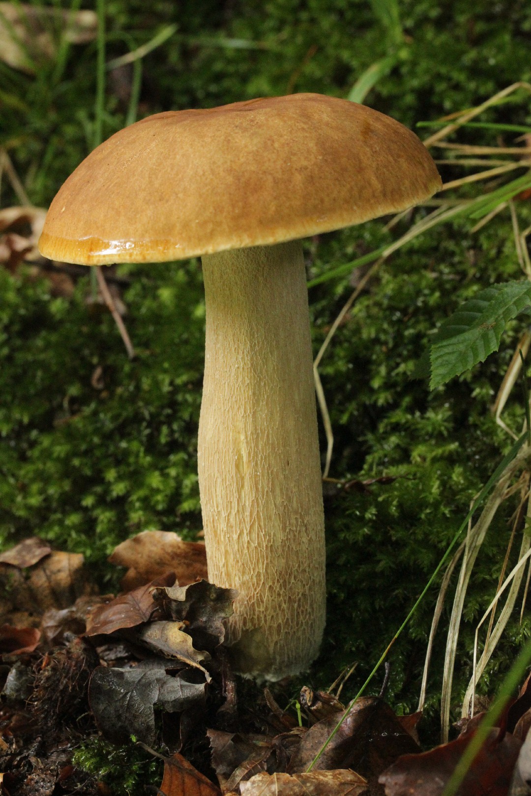 ヤマドリタケモドキ (Boletus reticulatus) - PictureThis