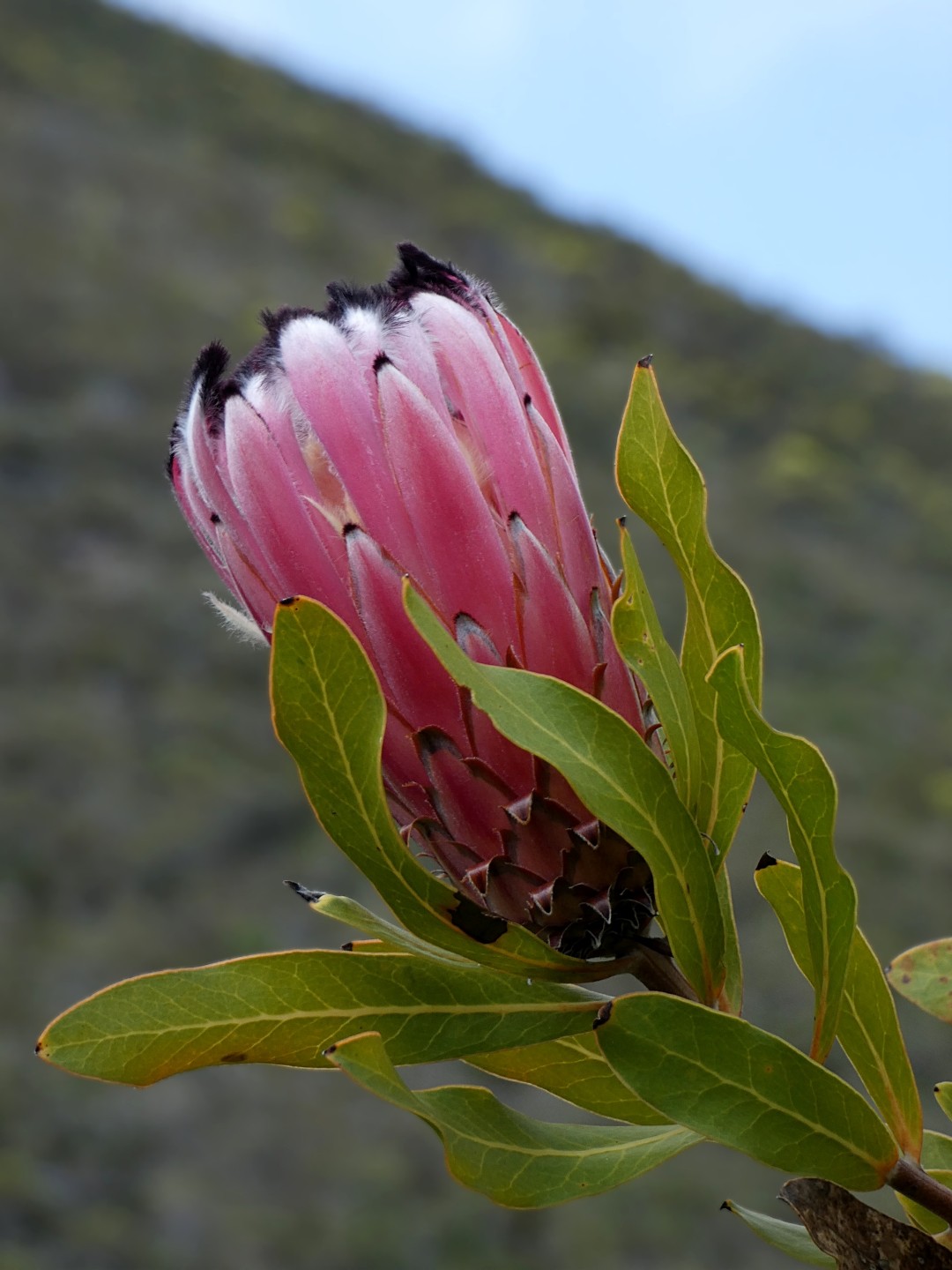 プロテア・ネリイフォリア (Protea neriifolia) 花言葉，毒性，よく