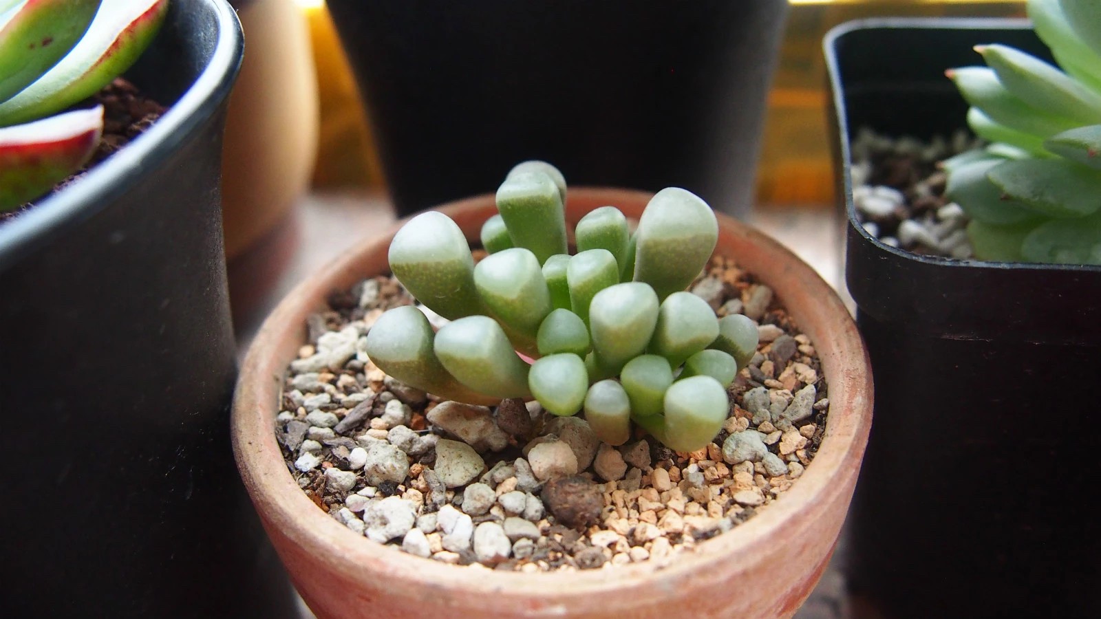 Fenestraria rhopalophylla subsp. aurantiaca - PictureThis