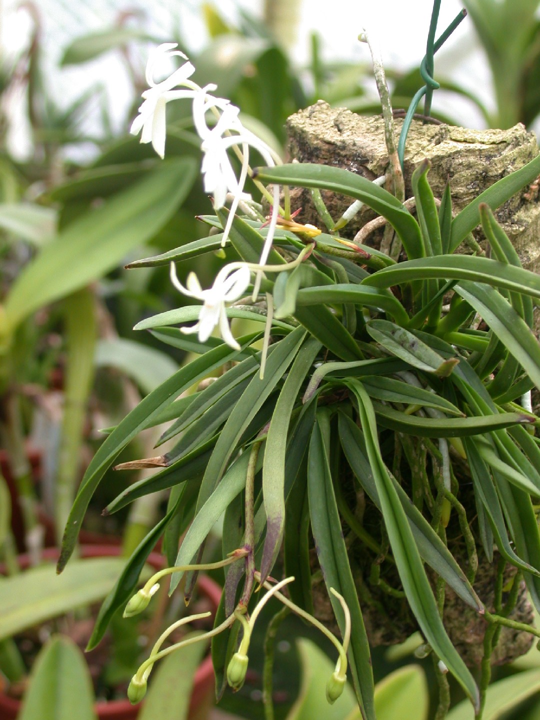 Neofinetia Falcata: l'orchidea dei Samurai, come coltivarla