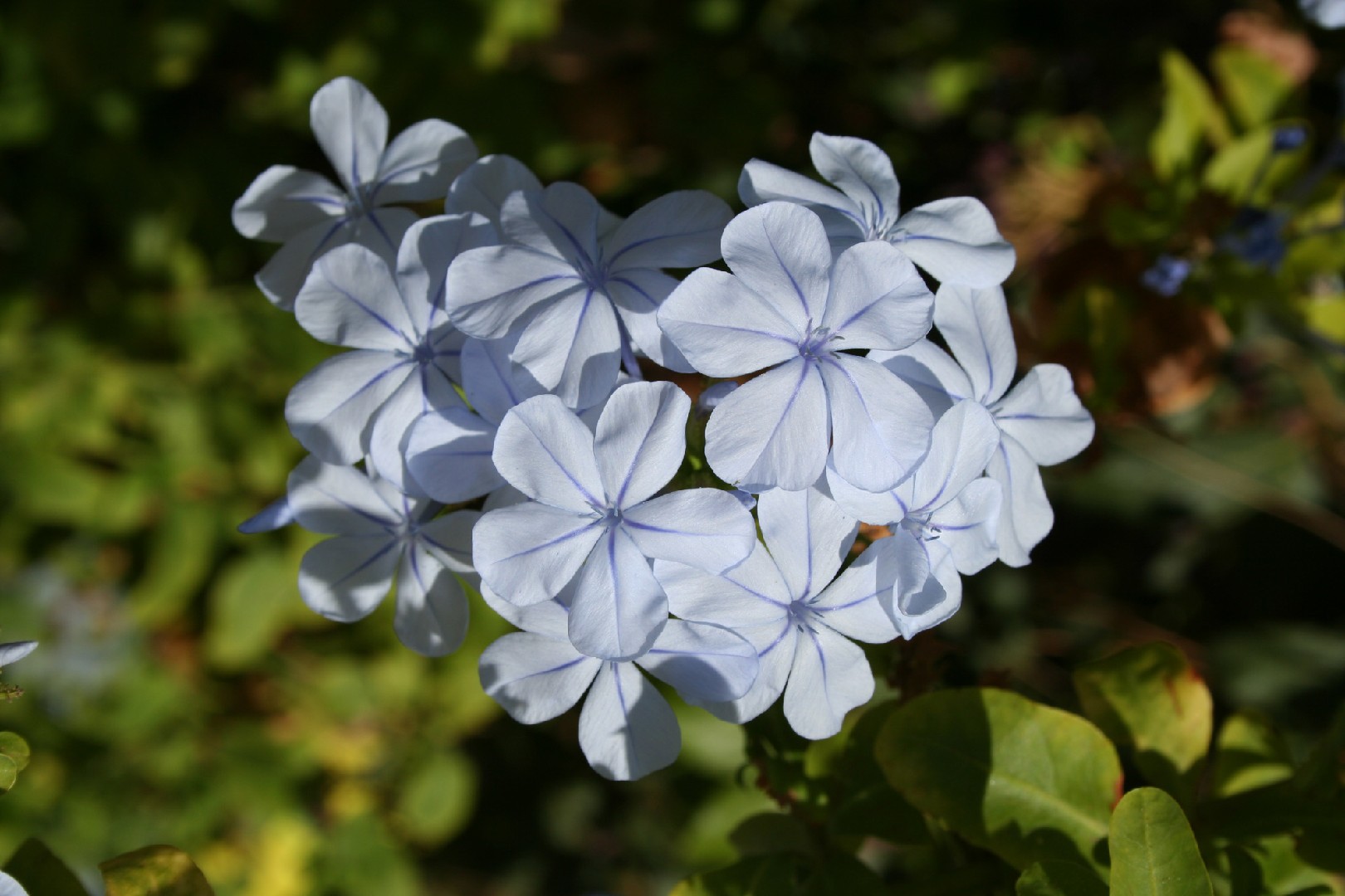 Cape Leadwort (plumbago Auriculata) Flower, Leaf, Care, Uses - Picturethis