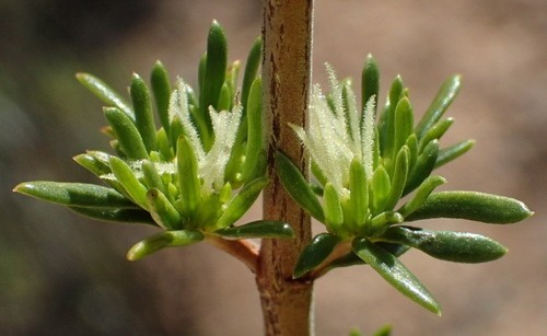 Anthospermum (Anthospermum)