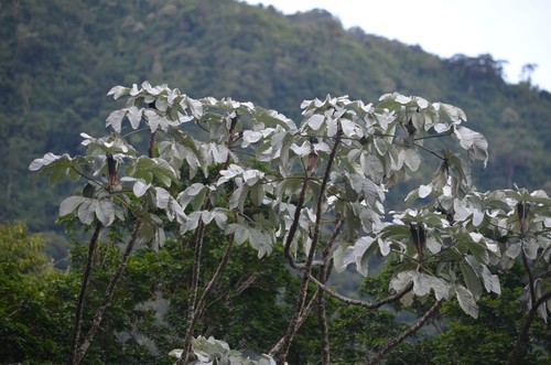 Cecropia Hololeuca Picturethis 4957