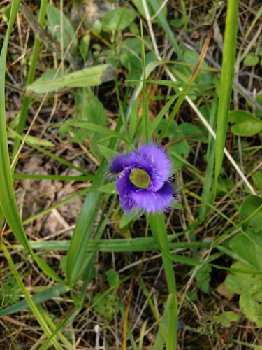 Gentianopsis crinita