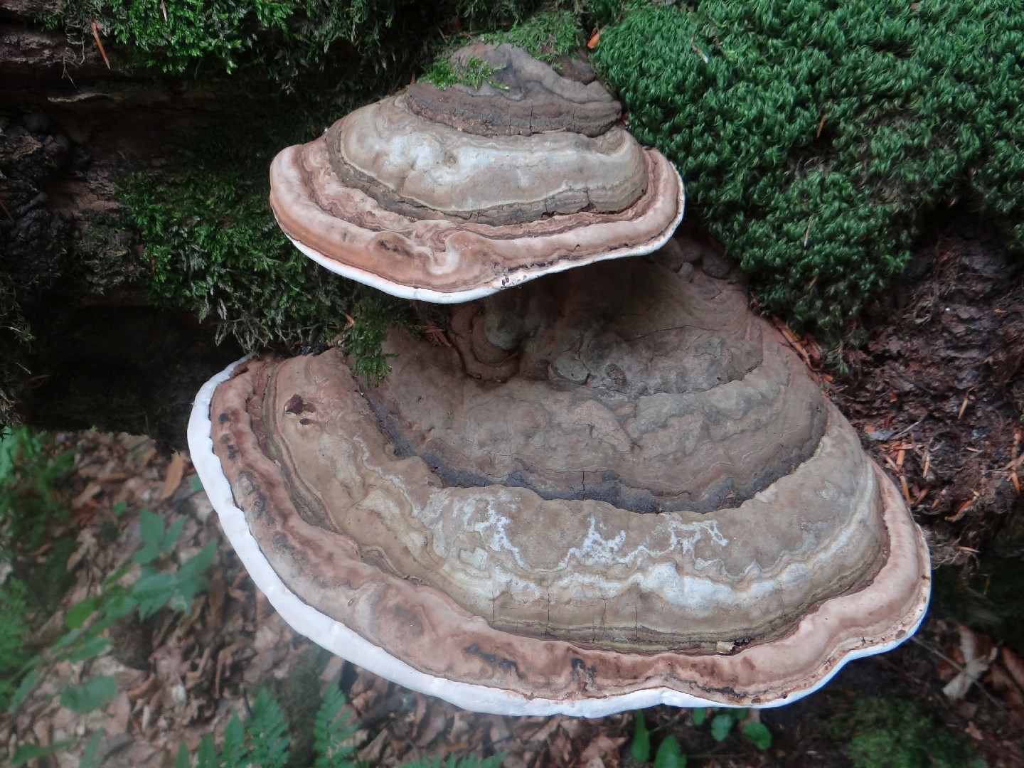 コフキサルノコシカケ（粉吹猿腰掛） (Ganoderma applanatum) - PictureThis